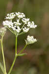 Coastal plain angelica